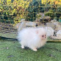 Mini pomerania linea russa magnifica
