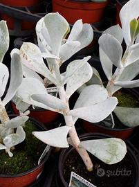 Piante di Cotyledon orbiculata foglie grigio argen