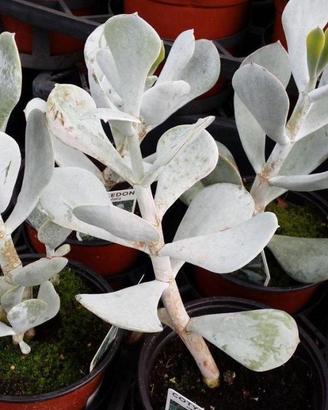 Piante di Cotyledon orbiculata foglie grigio argen