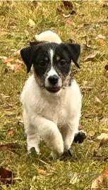 Cuccioli di Jack Russell Terrier