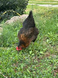 Galline ovaiole francesi