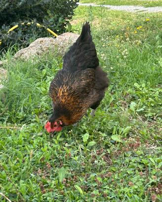 Galline ovaiole francesi