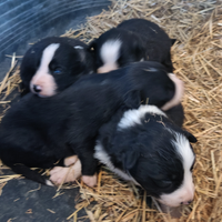 Border collie