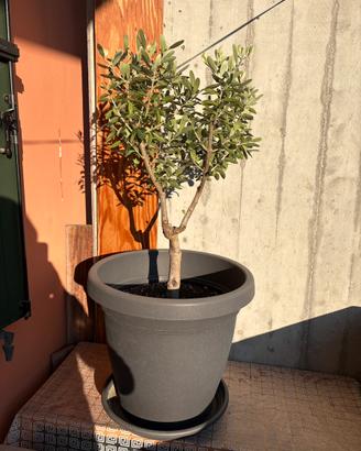 Ulivo bonsai pugliese