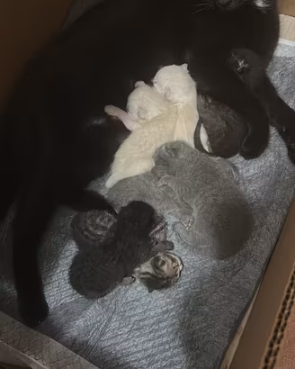 Gattini nati in casa