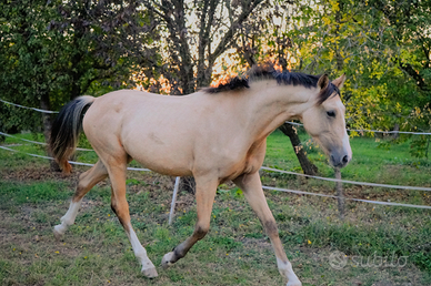 Puledro sportivo SBS
