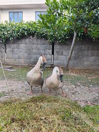 Oche cigno
