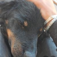 Cane Incrocio Setter/Border Collie