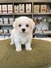 maltese-toy-coreano