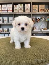 Maltese toy coreano
