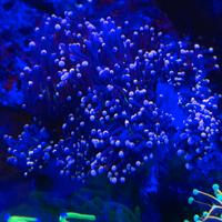 Euphilia glabrescens joker