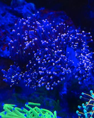 Euphilia glabrescens joker