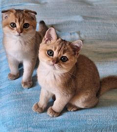 Gatto di razza Scottish con pedigree Campania