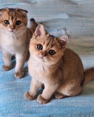 Gatto di razza Scottish con pedigree Campania