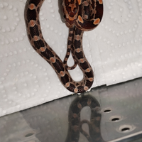 Pantherophis Guttatus