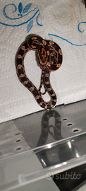 Pantherophis Guttatus