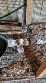 Galline faraona pulcini