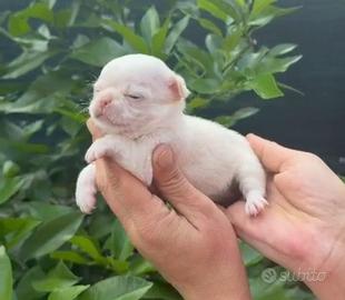 Chihuahua mini