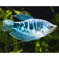 2 Trichogaster Gourami Blu