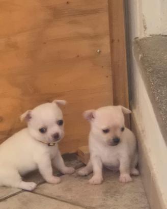 Cuccioli Chihuahua