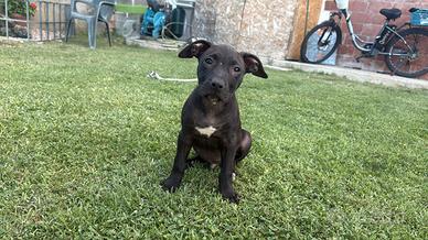 American Pitbull terrier