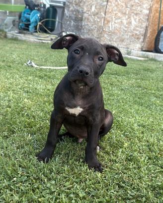 American Pitbull terrier