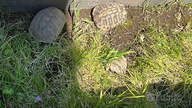 Tartaruga tartarughe maschio femmina coppia herman