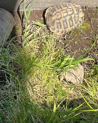 Tartaruga tartarughe maschio femmina coppia herman