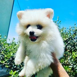 Cuccioli di volpino italiano