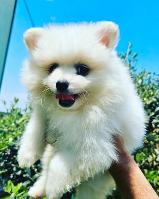 Cuccioli di volpino italiano