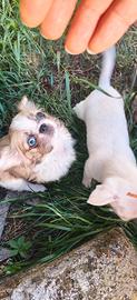 Chihuahua Toy