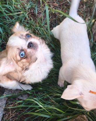 Chihuahua Toy