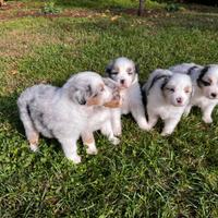 Australian shepherd/Pastore australiano pedigree