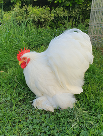 Cocincina nana bianca
