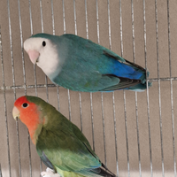 Pappagalli inseparabili roseicollis