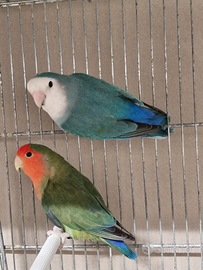 Pappagalli inseparabili roseicollis