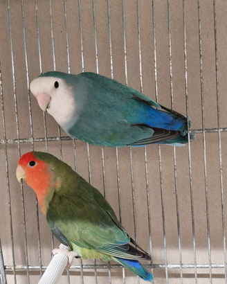 Pappagalli inseparabili roseicollis