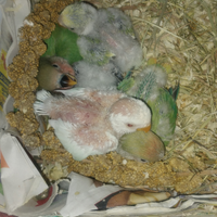 Pulli di Inseparabili da allevare a mano