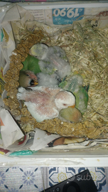 Pulli di Inseparabili da allevare a mano