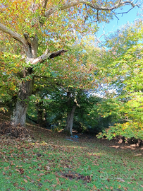 Castagneto da frutto