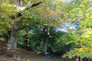 Castagneto da frutto