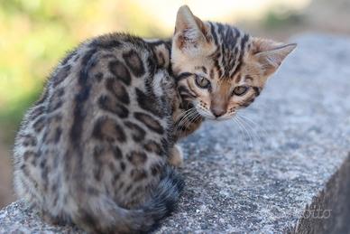 Gatto Bengala