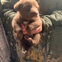 Cuccioli pitbull