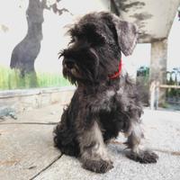 Cuccioli schnauzer nani p/s