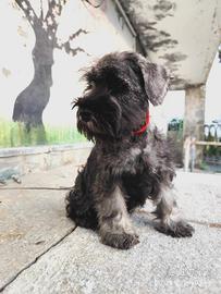 Cuccioli schnauzer nani p/s