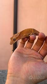 Geco ciliatus femmina