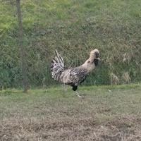 Gallo padovano