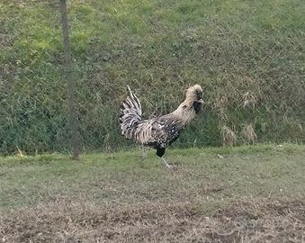 Gallo padovano