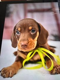 Cucciolo Choco in promo Maschio