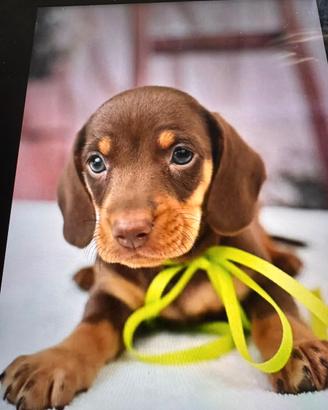 Cucciolo Choco in promo Maschio